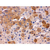 TF / Transferrin Antibody - Transferrin antibody IHC-paraffin. IHC(P): Mouse Liver Tissue.