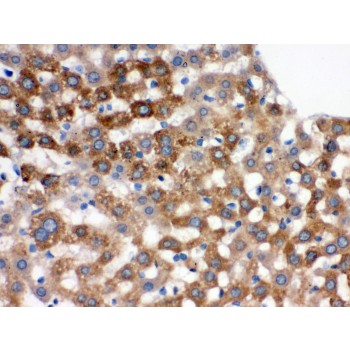 TF / Transferrin Antibody - Transferrin antibody IHC-paraffin. IHC(P): Rat Liver Tissue.