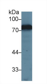 TF / Transferrin Antibody - Western Blot; Sample: Mouse Kidney lysate; Primary Ab: 1µg/ml Rabbit Anti-Mouse TRF Antibody Second Ab: 0.2µg/mL HRP-Linked Caprine Anti-Rabbit IgG Polyclonal Antibody