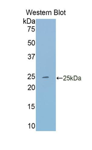 TF / Transferrin Antibody - Western blot of recombinant TF / Transferrin.  This image was taken for the unconjugated form of this product. Other forms have not been tested.