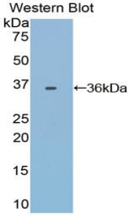 TF / Transferrin Antibody - Western blot of recombinant TF / Transferrin.  This image was taken for the unconjugated form of this product. Other forms have not been tested.