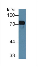 TF / Transferrin Antibody - Western Blot; Sample: Recombinant TRF, Porcine.