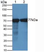 TF / Transferrin Antibody - Western Blot; Sample: Lane1: Porcine Kidney Tissue; Lane2: Porcine Brain Tissue.