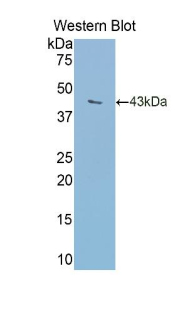 TF / Transferrin Antibody - Western blot of recombinant TF / Transferrin.  This image was taken for the unconjugated form of this product. Other forms have not been tested.