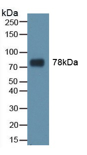 TF / Transferrin Antibody