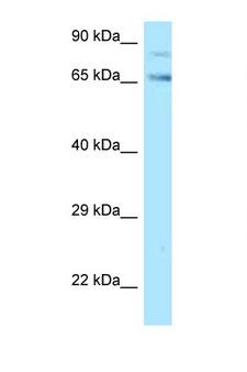 TF / Transferrin Antibody - TF / Transferrin antibody Western blot of HT1080 Cell lysate. Antibody concentration 1 ug/ml.  This image was taken for the unconjugated form of this product. Other forms have not been tested.