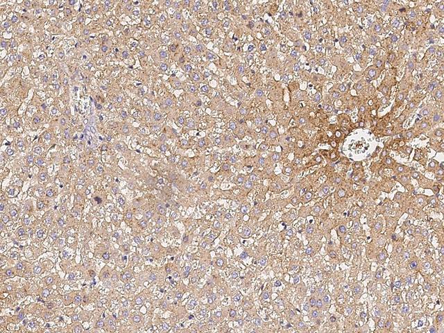 TF / Transferrin Antibody - Immunochemical staining of rat TF in rat liver with rabbit monoclonal antibody at 1:200 dilution, formalin-fixed paraffin embedded sections.