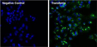 TF / Transferrin Antibody - Immunofluorescent analysis of Transferrin (green) in HepG2 cells. The cells were fixed with formalin for 15 minutes, permeabilized with 0.1% Triton X-100 in TBS for 10 minutes, and blocked with 5% Normal Goat Serum for 15 minutes at room temperature. Cells were stained with or without Transferrin monoclonal antibody, at a dilution of 1:100 overnight at 4C, and then incubated with a DyLight 488 goat anti-mouse IgG secondary antibody at a dilution of 1:1000 for 30 minutes at room temperature (both panels, green). Nuclei (both panels, blue) were stained with Hoechst 33342 dye. Images were taken on a Thermo Scientific ToxInsight at 20X magnification.
