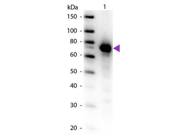 TF / Transferrin Antibody - Western Blot of Biotin conjugated Rabbit Anti-Transferrin primary antibody. Lane 1: human depleted serum. Lane 2: None. Load: Unknown. Primary antibody: Biotin conjugated Rabbit Anti-Transferrin at 1:1,000 overnight at 4°C. Secondary antibody: Peroxidase streptavidin secondary antibody at 1:40,000 for 30 min at RT. Block: MB-070 for 30 min at RT. Predicted/Observed size: 74 kDa, 74 kDa for Transferrin. Other band(s): None.