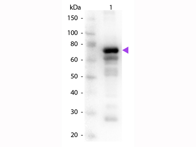 TF / Transferrin Antibody - Western Blot of rabbit Anti-Transferrin primary antibody. Lane 1: Human Transferrin. Lane 2: None. Primary antibody: Transferrin primary antibody at 1:1,000 overnight at 4°C. Secondary antibody: Peroxidase rabbit secondary antibody at 1:40,000 for 30 min at RT. Blocking: MB-070 for 30 min at RT. Predicted/Observed size: 76-81 kDa. 76 kDa for Transferrin. Other band(s): Transferrin slice varients and isoforms.