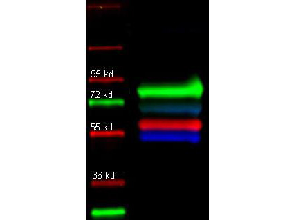 TF / Transferrin Antibody - Western Blot of primary and Dylight conjugated secondary antibodies. Lane 1: molecular weight. Lane 2: Rabbit anti-Human transferrin (green); Alpha 1 anti trypsin (red); and Human IgG (Blue) in a multiplex fluorescent western blot of human serum. Primary antibody: Each primary antibody was diluted to 1:1000 for 2 hrs at RT. Secondary antibody: Rabbit IgG (H&L) Antibody DyLight alpha 649 Conjugated (green), Goat IgG (H&L) Antibody DyLight alpha 549 Conjugated (red), Mouse IgG (H&L) Antibody DyLight alpha 488 Conjugated (blue)secondary antibody at 1:10,000 for 45 min at RT. Block: IRdye blocking buffer (MB-070) 1hr at 4 degrees C. Other band(s): none. This image was taken for the unconjugated form of this product. Other forms have not been tested.