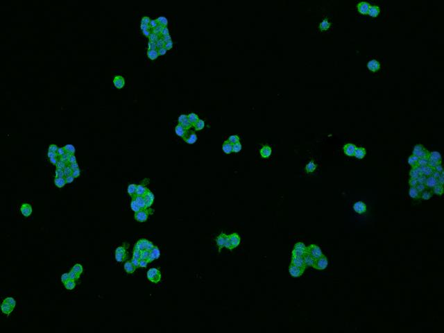 TF / Transferrin Antibody - Immunofluorescence staining of Tf in PC12 cells. Cells were fixed with 4% PFA, permeabilzed with 0.1% Triton X-100 in PBS, blocked with 10% serum, and incubated with rabbit anti-Rat Tf polyclonal antibody (dilution ratio 1:200) at 4°C overnight. Then cells were stained with the Alexa Fluor 488-conjugated Goat Anti-rabbit IgG secondary antibody (green) and counterstained with DAPI (blue). Positive staining was localized to Cytoplasm.