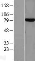 TF / Transferrin Protein - Western validation with an anti-DDK antibody * L: Control HEK293 lysate R: Over-expression lysate