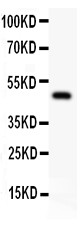 TFAP2A / AP-2 Antibody - AP2 alpha antibody Western blot. All lanes: Anti AP2A at 0.5 ug/ml. WB: Rat Spleen Tissue Lysate at 50 ug. Predicted band size: 48 kD . Observed band size: 48 kD.