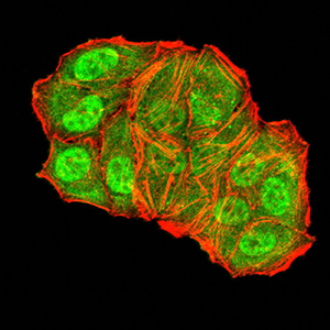 TFAP2A / AP-2 Antibody - Immunofluorescence analysis of Hela cells using TFAP2A mouse mAb (green). Blue: DRAQ5 fluorescent DNA dye. Red: Actin filaments have been labeled with Alexa Fluor- 555 phalloidin. Secondary antibody from Fisher