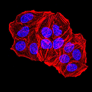 TFAP2A / AP-2 Antibody - Immunofluorescence analysis of Hela cells using TFAP2A mouse mAb. Blue: DRAQ5 fluorescent DNA dye. Red: Actin filaments have been labeled with Alexa Fluor- 555 phalloidin.