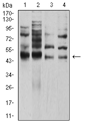 TFAP2A / AP-2 Antibody - Western blot analysis using TFAP2A mouse mAb against Hela (1), PANC-1 (2), HEK293 (3), and MCF-7 (4) cell lysate.