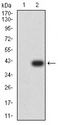 TFAP2A / AP-2 Antibody - Western blot analysis using TFAP2A mAb against HEK293 (1) and TFAP2A (AA: 105-211)-hIgGFc transfected HEK293 (2) cell lysate.