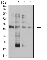 TFAP2A / AP-2 Antibody - Western blot analysis using TFAP2A mouse mAb against Hela (1), PANC-1 (2), HEK293 (3), and RAW267.4 (4) cell lysate.