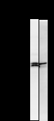 TFAP2A / AP-2 Antibody - Detection of TFAP2A by Western blot. Samples: Whole cell lysate from human HEK293 (H, 50 ug) and mouse NIH3T3 (M, 50 ug) cells. Predicted molecular weight: 48 kDa
