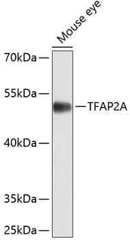 TFAP2A / AP-2 Antibody - Western blot analysis of extracts of mouse eye using TFAP2A Polyclonal Antibody at dilution of 1:1000.