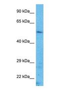 TFAP2A / AP-2 Antibody - Western blot of TFAP2A Antibody with human HeLa Whole Cell lysate.  This image was taken for the unconjugated form of this product. Other forms have not been tested.