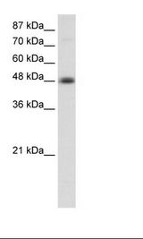 TFAP2B / AP2 Beta Antibody - Transfected 293T Cell Lysate.  This image was taken for the unconjugated form of this product. Other forms have not been tested.