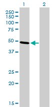TFAP2B / AP2 Beta Antibody - Western Blot analysis of TFAP2B expression in transfected 293T cell line by TFAP2B monoclonal antibody (M01), clone 3G5-1D11.Lane 1: TFAP2B transfected lysate(49.3 KDa).Lane 2: Non-transfected lysate.