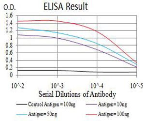 TFAP2B / AP2 Beta Antibody - Black line: Control Antigen (100 ng);Purple line: Antigen (10ng); Blue line: Antigen (50 ng); Red line:Antigen (100 ng)