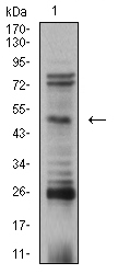 TFAP2B / AP2 Beta Antibody - Western blot analysis using TFAP2B mouse mAb against SK-N-SH (1) cell lysate.