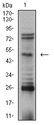 TFAP2B / AP2 Beta Antibody - Western blot analysis using TFAP2B mouse mAb against SK-N-SH (1) cell lysate.