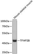TFAP2B / AP2 Beta Antibody - Western blot analysis of extracts of mouse skeletal muscle using TFAP2B Polyclonal Antibody at dilution of 1:3000.