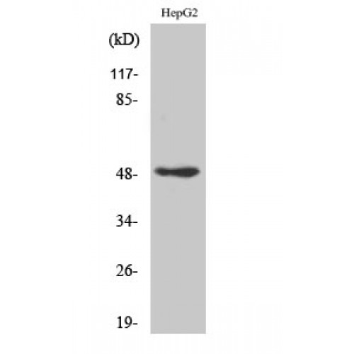 TFAP2C / AP2 Gamma Antibody - Western blot of AP-2gamma antibody