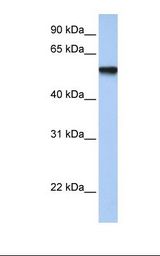 TFAP2C / AP2 Gamma Antibody - Fetal muscle lysate. Antibody concentration: 1.0 ug/ml. Gel concentration: 12%.  This image was taken for the unconjugated form of this product. Other forms have not been tested.