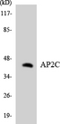 TFAP2C / AP2 Gamma Antibody - Western blot analysis of the lysates from K562 cells using AP2C antibody.