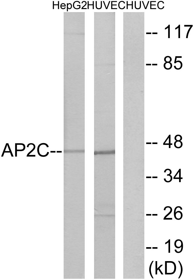 TFAP2C / AP2 Gamma Antibody - Western blot analysis of lysates from HepG2 and HUVEC cells, using AP2C Antibody. The lane on the right is blocked with the synthesized peptide.