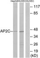 TFAP2C / AP2 Gamma Antibody - Western blot analysis of lysates from HepG2 and HUVEC cells, using AP2C Antibody. The lane on the right is blocked with the synthesized peptide.