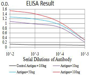 TFAP2C / AP2 Gamma Antibody - Black line: Control Antigen (100 ng);Purple line: Antigen (10ng); Blue line: Antigen (50 ng); Red line:Antigen (100 ng)