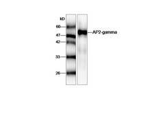 TFAP2C / AP2 Gamma Antibody