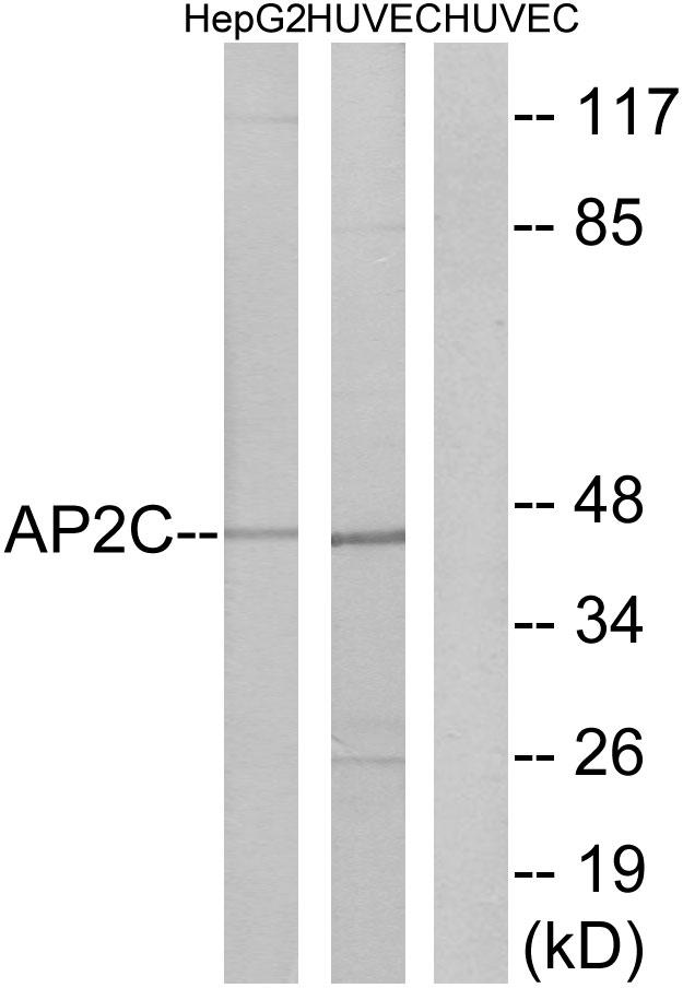 TFAP2C / AP2 Gamma Antibody - Western blot analysis of extracts from HepG2 cells and HUVEC cells, using AP2C antibody.