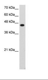 TFAP2E Antibody - Transfected 293T Cell Lysate.  This image was taken for the unconjugated form of this product. Other forms have not been tested.