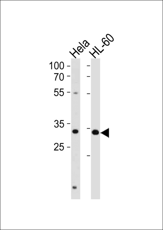 TFAP4 / AP-4 Antibody - TFAP4 Antibody western blot of HeLa,HL-60 cell line lysates (35 ug/lane). The TFAP4 antibody detected the TFAP4 protein (arrow).