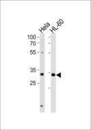 TFAP4 / AP-4 Antibody - TFAP4 Antibody western blot of HeLa,HL-60 cell line lysates (35 ug/lane). The TFAP4 antibody detected the TFAP4 protein (arrow).