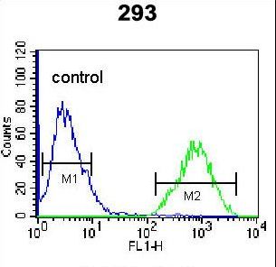 TFAP4 / AP-4 Antibody - TFAP4 Antibody flow cytometry of 293 cells (right histogram) compared to a negative control cell (left histogram). FITC-conjugated goat-anti-rabbit secondary antibodies were used for the analysis.