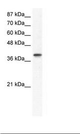 TFAP4 / AP-4 Antibody - Jurkat Cell Lysate.  This image was taken for the unconjugated form of this product. Other forms have not been tested.