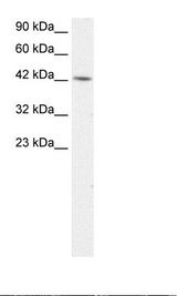 TFAP4 / AP-4 Antibody - HepG2 Cell Lysate.  This image was taken for the unconjugated form of this product. Other forms have not been tested.