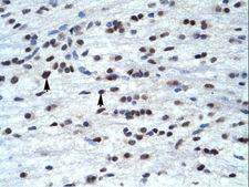 TFAP4 / AP-4 Antibody - TFAP4 antibody ARP33436_T100-NP_003214-TFAP4 (transcription factor AP-4 (activating enhancer binding protein 4)) Antibody was used in IHC to stain formalin-fixed, paraffin-embedded human brain.  This image was taken for the unconjugated form of this product. Other forms have not been tested.