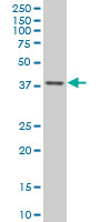 TFAP4 / AP-4 Antibody - TFAP4 monoclonal antibody (M01), clone 6B1 Western blot of TFAP4 expression in HeLa NE.