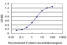 TFAP4 / AP-4 Antibody - Detection limit for recombinant GST tagged TFAP4 is approximately 0.1 ng/ml as a capture antibody.