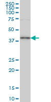 TFAP4 / AP-4 Antibody - TFAP4 monoclonal antibody (M03), clone 7A10 Western blot of TFAP4 expression in HeLa NE.